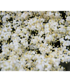 Großfruchtiger Holunder 'Haschberg' -Pflanzen Promotion Geschäft 7662760 WE DE 003 SambucusHolunderBluete