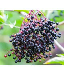 Großfruchtiger Holunder 'Haschberg'