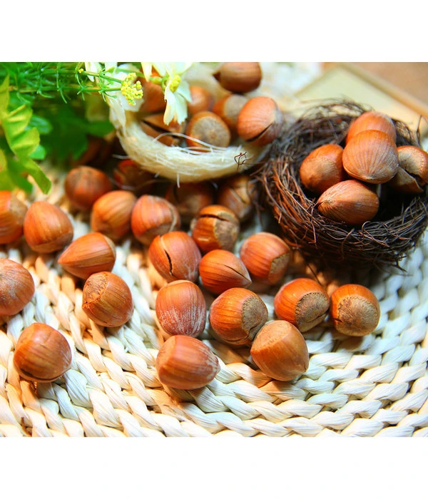 Haselnuss 'Hallesche Riesen' 1 Haselnuss 'Hallesche Riesen'