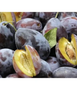 Zwetschgen-Duo 'Hauszwetsche'/'Oullins Reneklode' -Pflanzen Promotion Geschäft 7663586 PR DE 001 PrunusPflaumeHauszwetschgePixabay 1