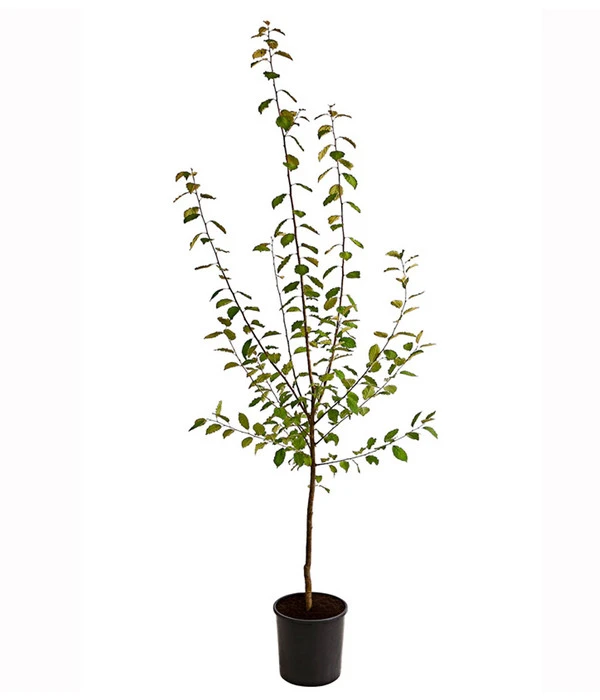 Hauszwetschge 2 Hauszwetschge – Bild 2