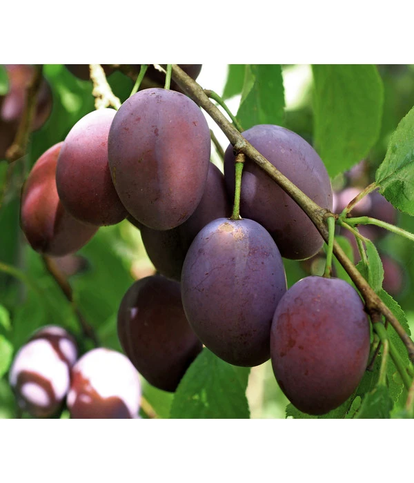 Hauszwetschge 1 Hauszwetschge