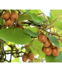 Dehner Kiwi 'Hayward', Weiblich