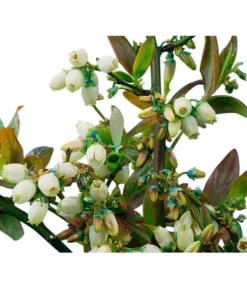 Heidelbeere 'Goldtraube' -Pflanzen Promotion Geschäft 7665318 PR DE 002 HeidelbeereGoldtraubeHeidelbeereGoldtraubeBusch