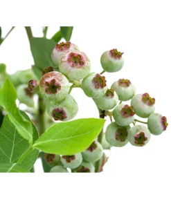 Heidelbeere 'Goldtraube' -Pflanzen Promotion Geschäft 7665318 WE DE 003 VacciniumHeidelbeereGoldtraube3L