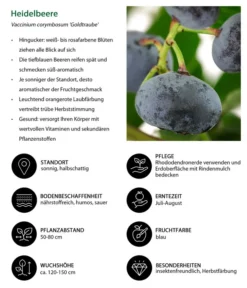 Heidelbeere 'Goldtraube' -Pflanzen Promotion Geschäft 7665318 WE IG 001 HeidelbeereVacciniumcorymbosumGoldtraube