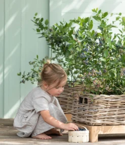 Heidelbeere 'Goldtraube' -Pflanzen Promotion Geschäft 7665318 WE MO 001 HeidelbeereGoldtraube