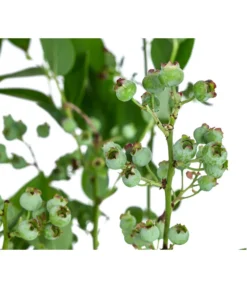 Dehner Heidelbeere 'Bluecrop' -Pflanzen Promotion Geschäft 7665409 WE DE 005 VacciniumHeidelbeereBluecrop3L