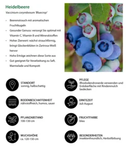 Dehner Heidelbeere 'Bluecrop' -Pflanzen Promotion Geschäft 7665409 WE IG 001 HeidelbeereVacciniumcorymbosumBlueCrop