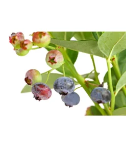 Dehner Gourmet Garten Heidelbeere 'Spartan' -Pflanzen Promotion Geschäft 7665508 PR DE 002 GourmetGartenHeidelbeereSpartan3LiterDehnerExpressHerzig