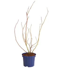 Dehner Gourmet Garten Heidelbeere 'Spartan' -Pflanzen Promotion Geschäft 7665508 WE FS 001 GGHeidelbeereSparten3L