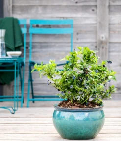 Dehner Gourmet Garten Heidelbeere 'Spartan' -Pflanzen Promotion Geschäft 7665508 WE MO HeidelbeereSpartan