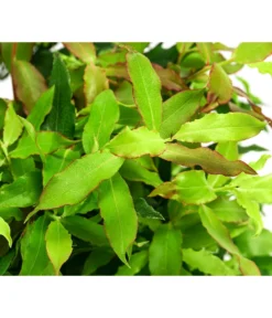 4-Monats-Heidelbeere 'Lucky Berry®' -Pflanzen Promotion Geschäft 7665847 WE DE 04 VacciniumHeidelbelbeereLuckyBerry5L