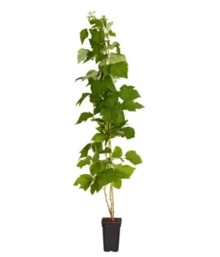 Bestseller -Pflanzen Promotion Geschäft 7666662 PR FS 002 Himbeere HomeCaneDehnerExpressZS