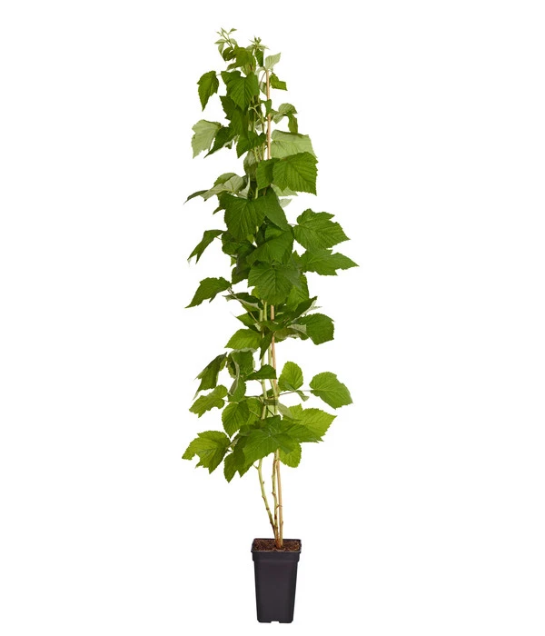 Dehner Gourmet Garten Himbeere 'Homecane®' 2 Dehner Gourmet Garten Himbeere 'Homecane®' – Bild 2