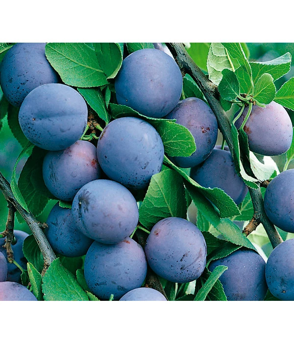 Zwetschge 'Hermann' 1 Zwetschge 'Hermann'