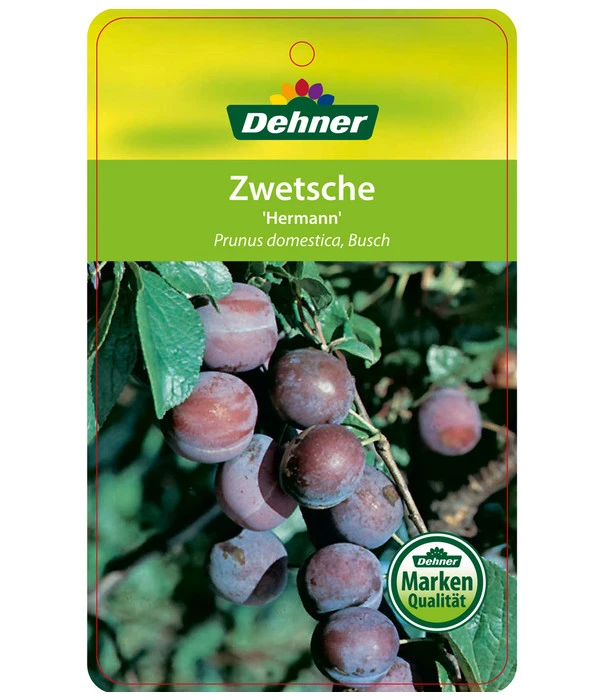 Zwetschge 'Hermann' 2 Zwetschge 'Hermann' – Bild 2