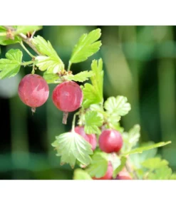 Stachelbeere 'Hinnonmäki', Stämmchen 5 Stachelbeere 'Hinnonmäki', Stämmchen -Pflanzen Promotion Geschäft 7668494 PR DE 001 StachelbeereHinnomaekiPixabay