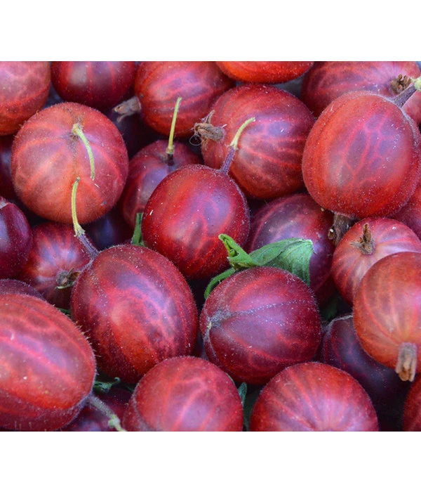 Stachelbeere 'Hinnonmäki', Stämmchen 1 Stachelbeere 'Hinnonmäki', Stämmchen