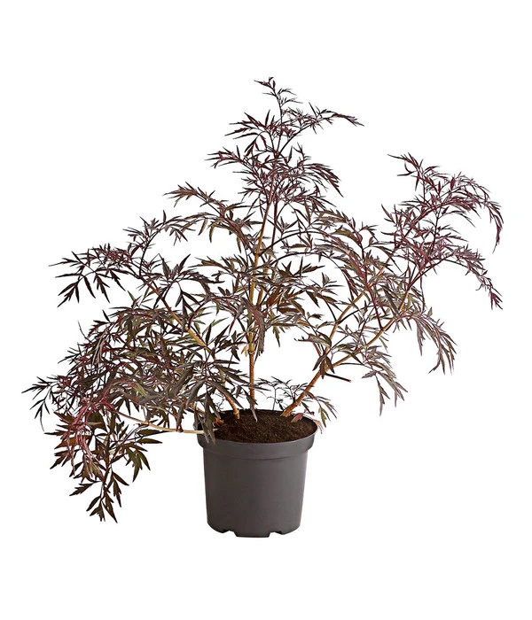 Holunder 'Black Lace' 2 Holunder 'Black Lace' – Bild 2