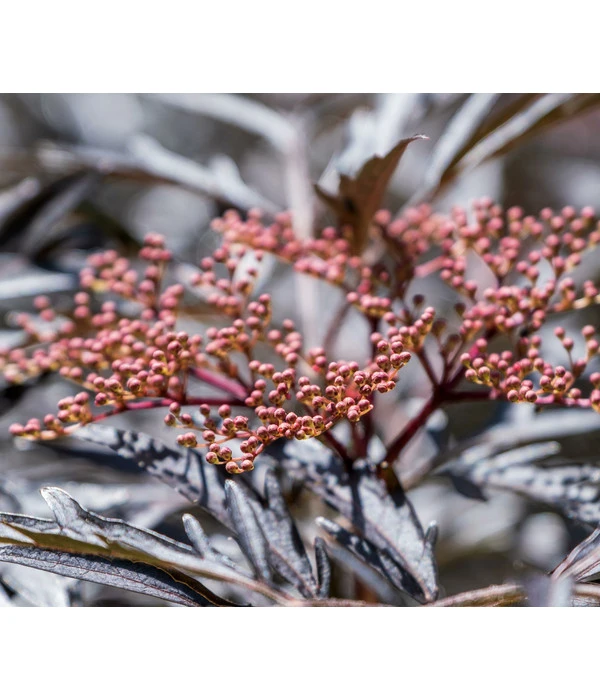 Holunder 'Black Lace' 1 Holunder 'Black Lace'