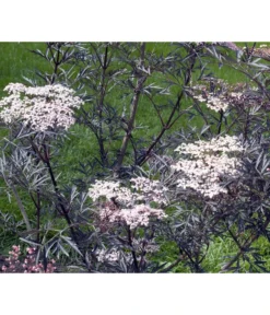 Holunder 'Black Lace' 7 Holunder 'Black Lace' -Pflanzen Promotion Geschäft 7670896 WE MO 004 HolunderBlackLace