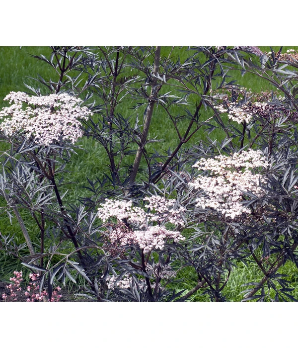 Holunder 'Black Lace' 4 Holunder 'Black Lace' – Bild 4