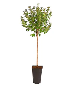 Pflanzen Promotion Geschäft -Pflanzen Promotion Geschäft 7688716 PR FS 002 StachelbeereInvictaFussstammDehnerExpressHerzig