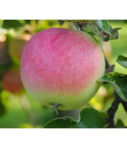 Herbstapfel 'Jakob Fischer'