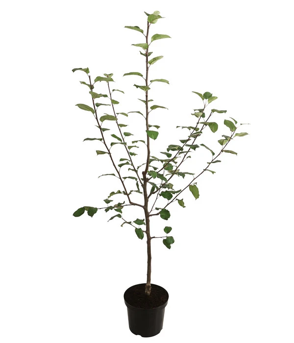 Herbstapfel 'Jakob Fischer' 2 Herbstapfel 'Jakob Fischer' – Bild 2