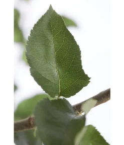 Winterapfel 'Jonagold' 9 Winterapfel 'Jonagold' -Pflanzen Promotion Geschäft 7691645 PR DE 001 ApfelJonagoldMalusBusch95LiterDehnerExpressZS