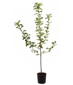 Winterapfel 'Jonagold' 8 Winterapfel 'Jonagold' -Pflanzen Promotion Geschäft 7691645 PR FS 001 ApfelJonagoldMalusBusch95LiterDehnerExpressZS