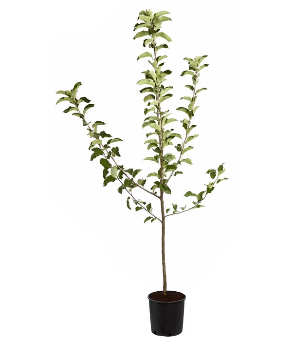 Winterapfel 'Jonagold' 3 Winterapfel 'Jonagold' – Bild 3