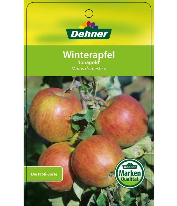 Winterapfel 'Jonagold' 5 Winterapfel 'Jonagold' – Bild 5