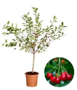 Zwergsauerkirsche 'Griotella'