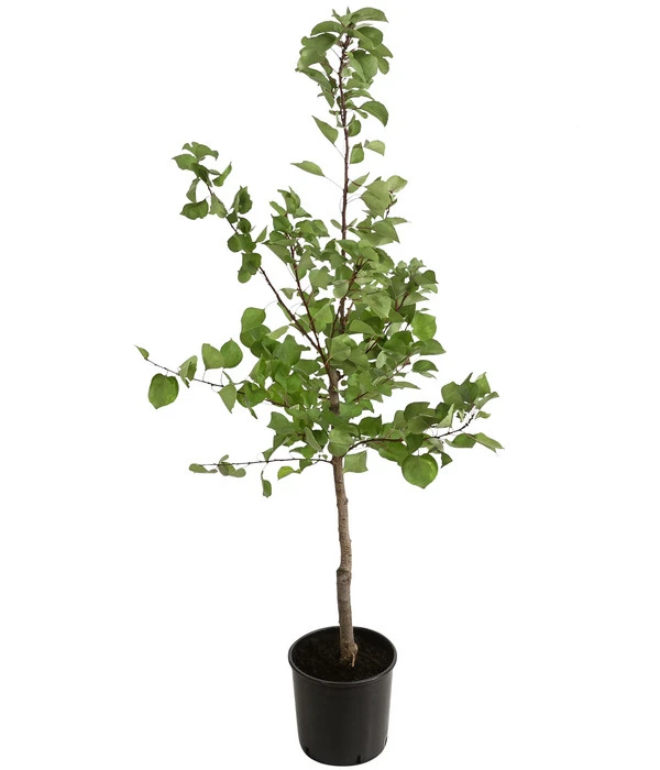 Aprikose - Marille 'Klosterneuburger' 2 Aprikose - Marille 'Klosterneuburger' – Bild 2