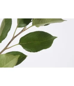 Sommerapfel 'Klarapfel', Weiß -Pflanzen Promotion Geschäft 7701386 PR DE 001 KlarapfelWeissMalusDomesticaBusch95LiterDehnerExpressZS