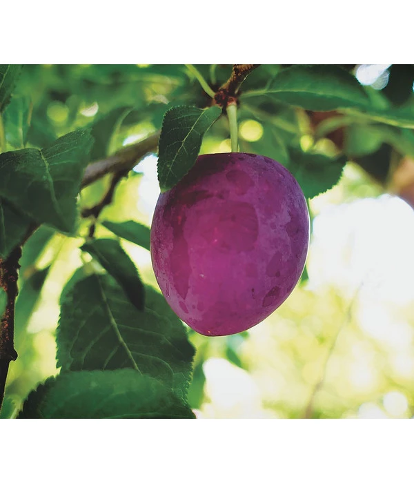 Dehner Pflaume 'Königin Viktoria' 1 Dehner Pflaume 'Königin Viktoria'