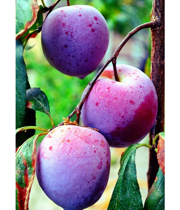 Dehner Pflaume 'Königin Viktoria' 2 Dehner Pflaume 'Königin Viktoria' – Bild 2