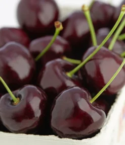 Süßkirsche 'Kordia' -Pflanzen Promotion Geschäft 7703143 PR DE 001 KirscheKordiaDehnerExpressZS