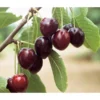 Süßkirsche 'Kordia'