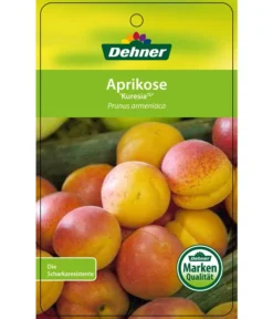 Aprikose 'Kuresia' -Pflanzen Promotion Geschäft 7704158 AprikoseKuresia Etikett 1