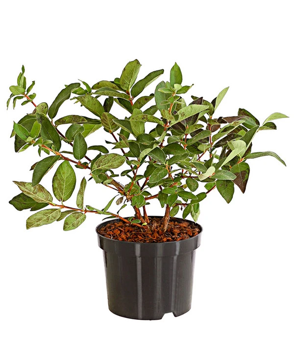 Sibirische Blaubeere 'Russlana' 1 Sibirische Blaubeere 'Russlana'