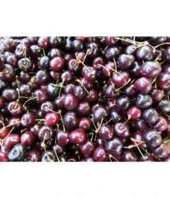 Süßkirsche 'Merchant' -Pflanzen Promotion Geschäft 7710205 WE MO 002 KirscheMerchantPixabay