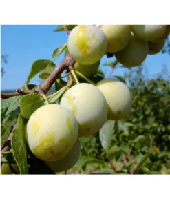 Zwetschgen-Duo 'Nancy/Schönberger' -Pflanzen Promotion Geschäft 7719230 BildFS 001 ZwetscheNancyMirabelleNancyMirabelleBu