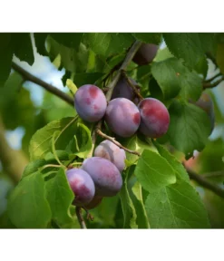 Zwetschgen-Duo 'Nancy/Schönberger' -Pflanzen Promotion Geschäft 7719321 WE DE 001 ZwetschgenDuoNanySchoenebergerPixabay