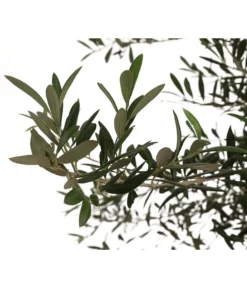 XXL Olivenbaum, Ca. 160-180 Cm 7 XXL Olivenbaum, Ca. 160-180 Cm -Pflanzen Promotion Geschäft 7724693 WE DE 003 OleaOliveDehnerExpressHerzig