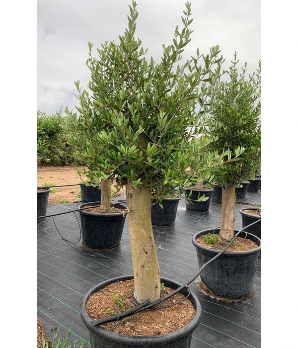 XXL Olivenbaum, Ca. 160-180 Cm 2 XXL Olivenbaum, Ca. 160-180 Cm – Bild 2