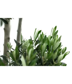 XXL Pompon-Olivenbaum, Ca. 180-200 Cm -Pflanzen Promotion Geschäft 7724768 WE DE 001 XXLPompon Olivenbaum180 200cm
