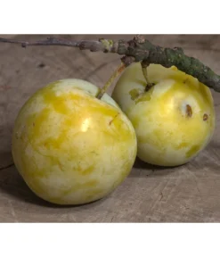 Zwetschgen-Duo 'Hauszwetsche'/'Oullins Reneklode' -Pflanzen Promotion Geschäft 7725518 PR DE 001 PrunusReneklodeOullinsPixabay